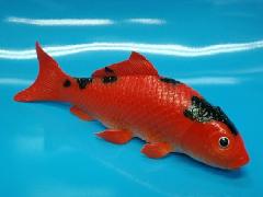 魚ディスプレイ鯉（赤/黒）２１ｃｍ・ゴム製