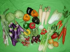 在庫処分食品サンプル（野菜セット）１８種５０個セット 