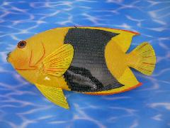 熱帯魚トロピカルフィッシュ（Ｆ）３８ｃｍプラスチック製９６２９
